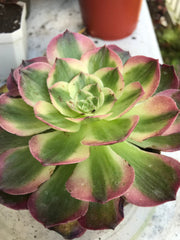 Aeonium Neptune. New variety. Photos taken 10-1-23. Rare Aeonium