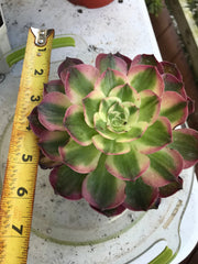 Aeonium Neptune. New variety. Photos taken 10-1-23. Rare Aeonium