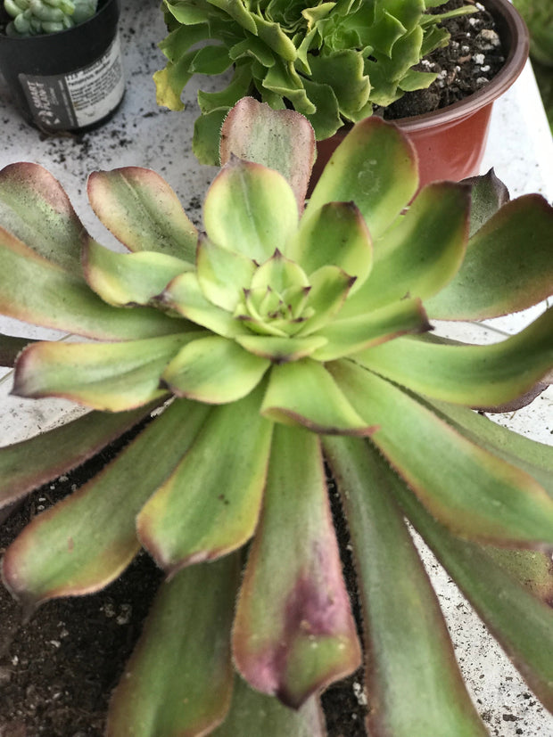 Aeonium Venus. Photos taken 10-2-23. Rare Aeonium