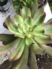 Aeonium Venus. Photos taken 10-2-23. Rare Aeonium