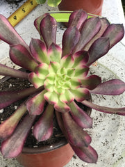 Aeonium Garnet. Photos taken 10-2-23. Rare Aeonium