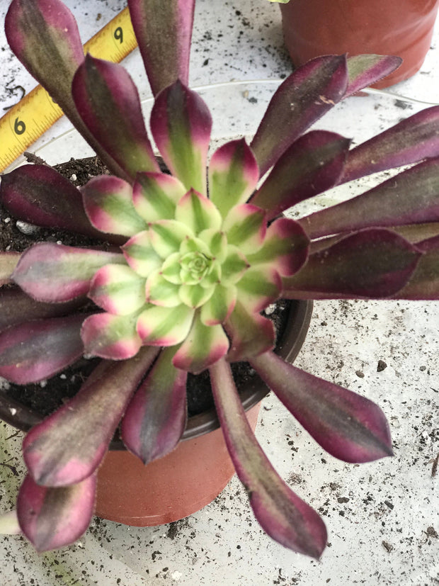 Aeonium Garnet. Photos taken 10-2-23. Rare Aeonium