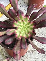 Aeonium Garnet. Photos taken 10-2-23. Rare Aeonium