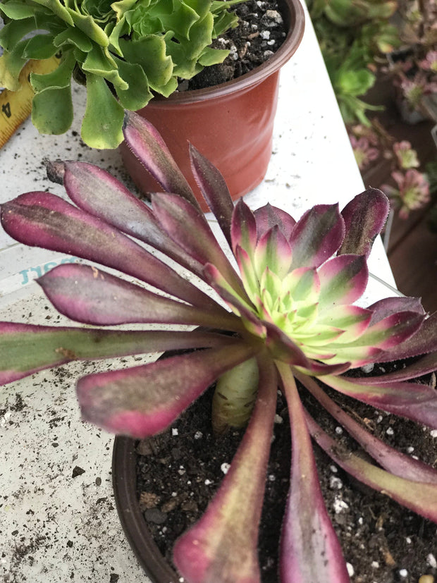 Aeonium Garnet. Photos taken 10-2-23. Rare Aeonium