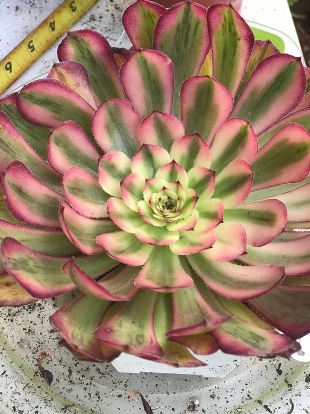 Aeonium Pure Moon Light. Photos taken 10-2-23. Rare Aeonium