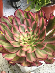 Aeonium Pure Moon Light. Photos taken 10-2-23. Rare Aeonium