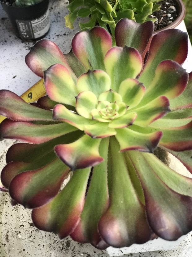 Aeonium Hongyan. Photos taken 10-2-23. Rare Aeonium