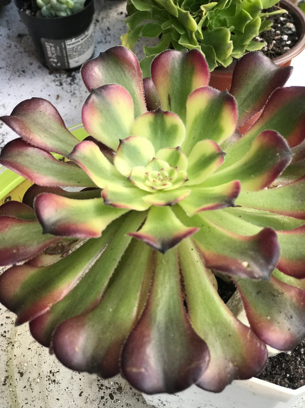 Aeonium Hongyan. Photos taken 10-2-23. Rare Aeonium