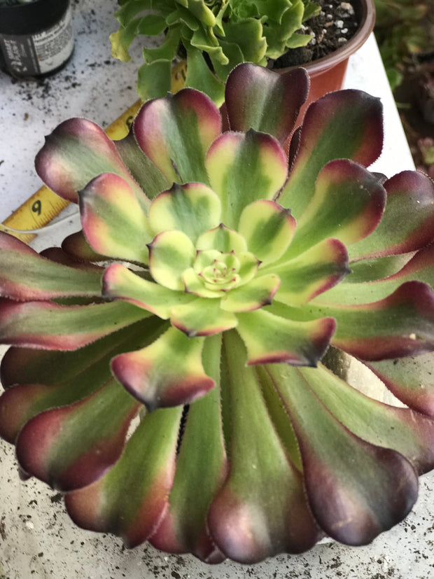 Aeonium Hongyan. Photos taken 10-2-23. Rare Aeonium