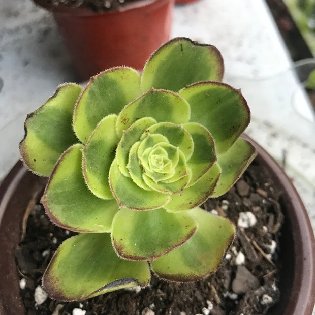 Aeonium Milky white cutting currently rooting. Photos taken 10-4-23. Rare Aeonium