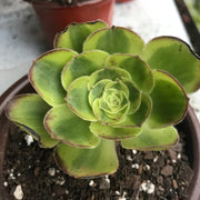 Aeonium Milky white cutting currently rooting. Photos taken 10-4-23. Rare Aeonium