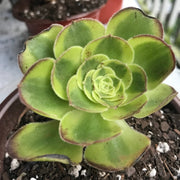 Aeonium Milky white cutting currently rooting. Photos taken 10-4-23. Rare Aeonium