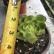 Aeonium Milky white cutting currently rooting. Photos taken 10-4-23. Rare Aeonium