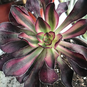 Aeonium Chanelle .  Photos taken 10-4-23. Rare Aeonium