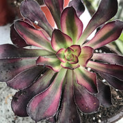 Aeonium Chanelle .  Photos taken 10-4-23. Rare Aeonium