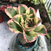 Aeonium Zeus.  Photos taken 10-4-23. Rare Aeonium