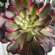 Aeonium Hongyan.  Photos taken 10-4-23. Rare Aeonium