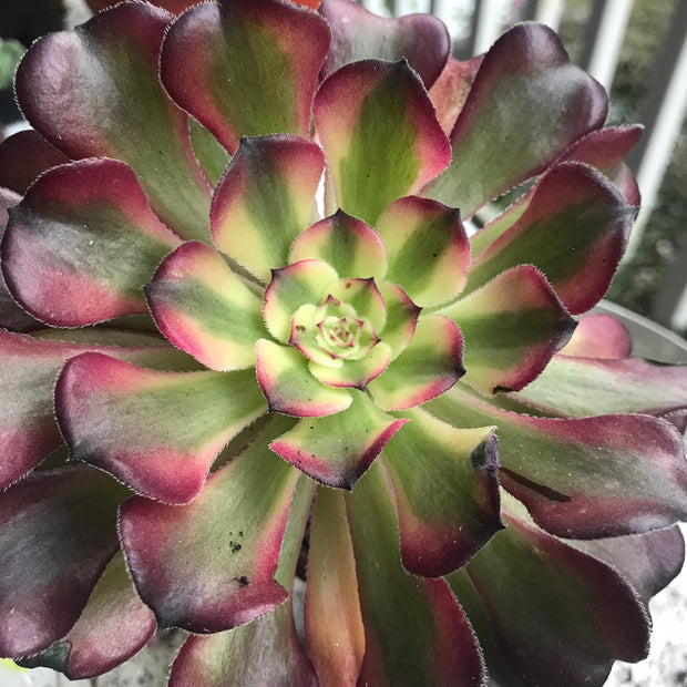 Aeonium Hongyan.  Photos taken 10-4-23. Rare Aeonium