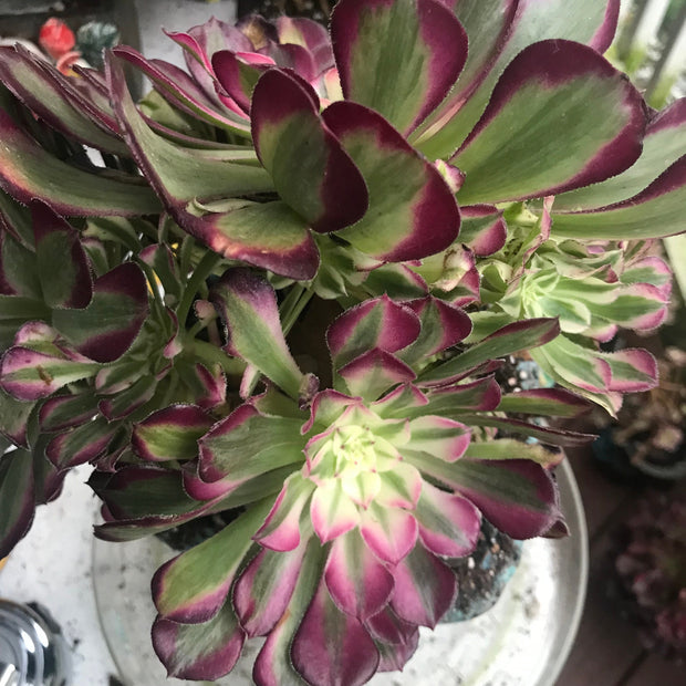 Aeonium White Copper Vase cluster tree. Photos taken 10-5-23. Rare Aeonium