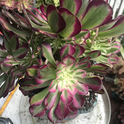 Aeonium White Copper Vase cluster tree. Photos taken 10-5-23. Rare Aeonium