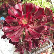 Aeonium Medusa huge cluster tree. Photos taken 10-5-23. Rare Aeonium