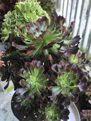 Aeonium Dark Princess cluster tree. Very rare. Photos taken 10-7-23. Rare Aeonium