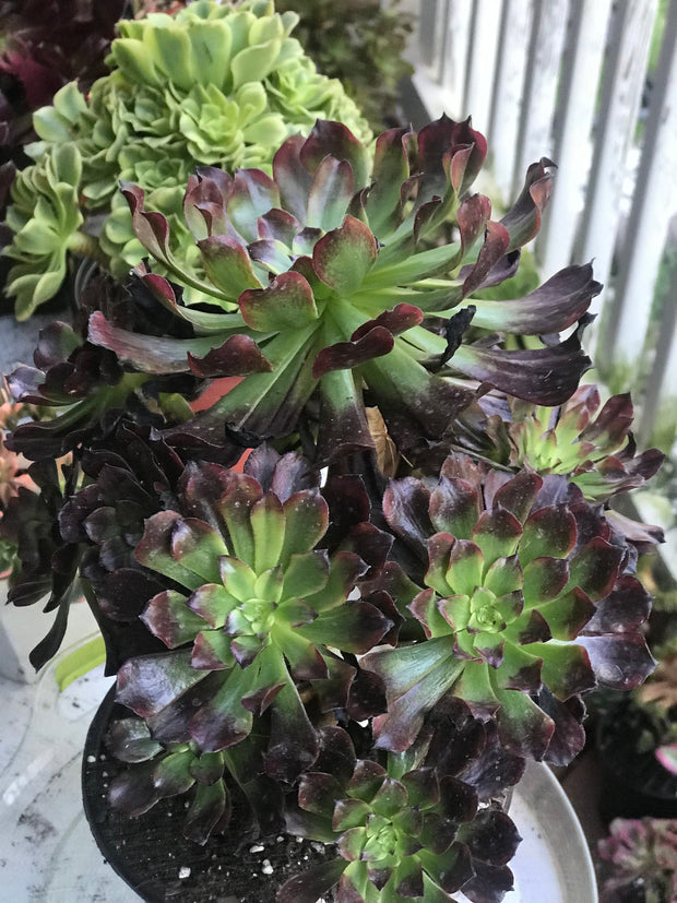 Aeonium Dark Princess cluster tree. Very rare. Photos taken 10-7-23. Rare Aeonium