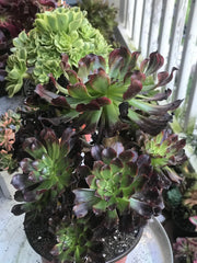 Aeonium Dark Princess cluster tree. Very rare. Photos taken 10-7-23. Rare Aeonium