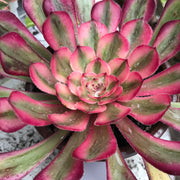 Aeonium Pure Moon Light. Photos taken 10-7--23. Rare Aeonium