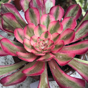 Aeonium Pure Moon Light. Photos taken 10-7--23. Rare Aeonium