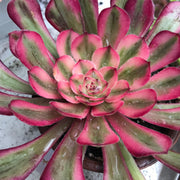 Aeonium Pure Moon Light. Photos taken 10-7--23. Rare Aeonium