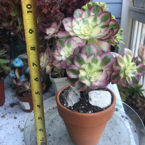 Aeonium Allure cluster. Photos taken 10-8-23. Rare Aeonium