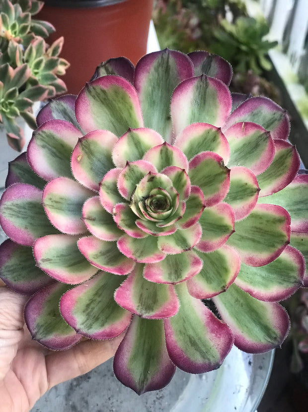 Aeonium Pure Moon Light. Photos taken 10-8-23. Rare Aeonium