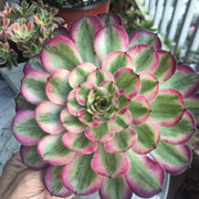 Aeonium Pure Moon Light. Photos taken 10-8-23. Rare Aeonium