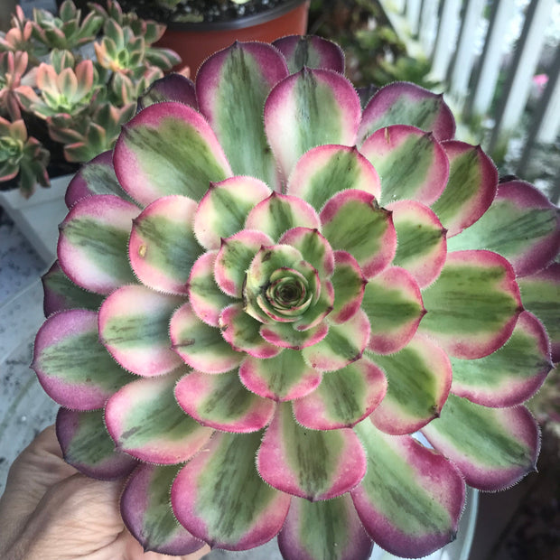 Aeonium Pure Moon Light. Photos taken 10-8-23. Rare Aeonium