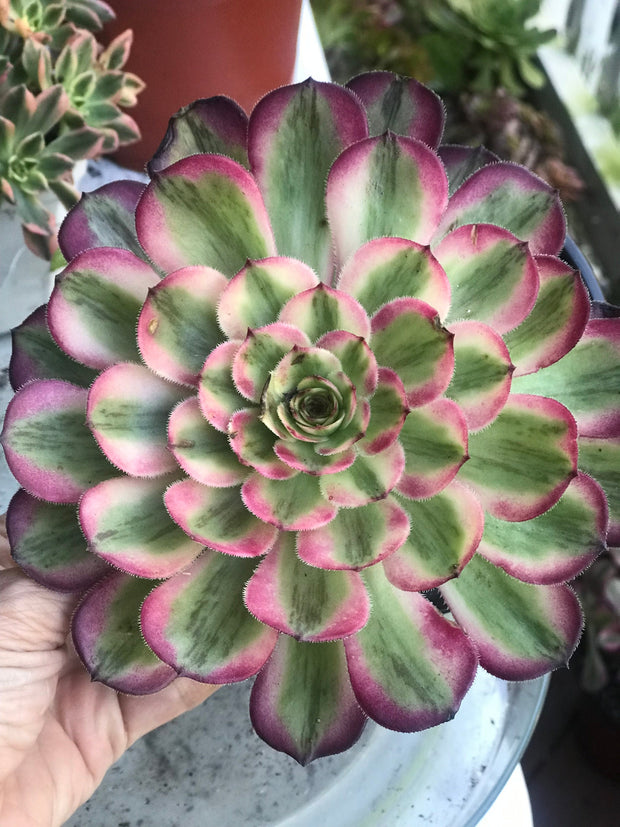 Aeonium Pure Moon Light. Photos taken 10-8-23. Rare Aeonium