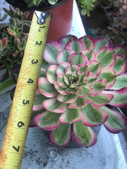 Aeonium Pure Moon Light. Photos taken 10-8-23. Rare Aeonium