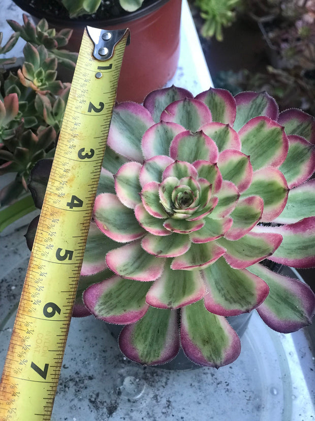 Aeonium Pure Moon Light. Photos taken 10-8-23. Rare Aeonium