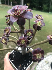 Aeonium Chanelle cluster tree. Photos taken 9-25-23. Rare Aeonium