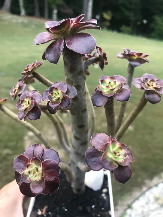 Aeonium Chanelle cluster tree. Photos taken 9-25-23. Rare Aeonium