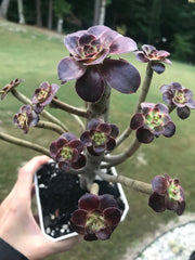 Aeonium Chanelle cluster tree. Photos taken 9-25-23. Rare Aeonium