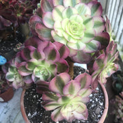 Aeonium Allure cluster. Photos taken 10-8-23. Rare Aeonium