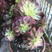 Aeonium Allure cluster. Photos taken 10-8-23. Rare Aeonium