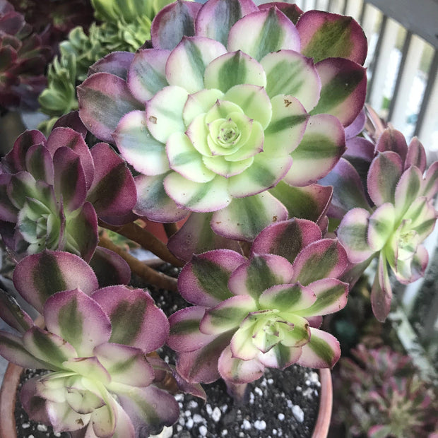 Aeonium Allure cluster. Photos taken 10-8-23. Rare Aeonium