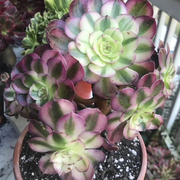 Aeonium Allure cluster. Photos taken 10-8-23. Rare Aeonium