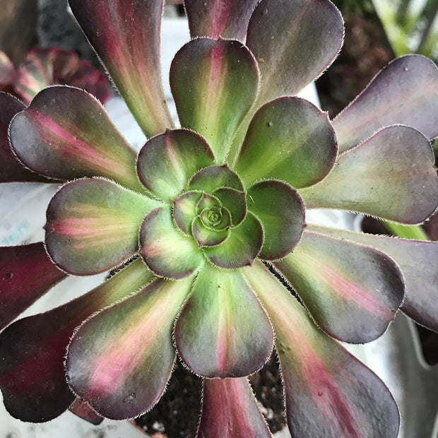 Aeonium Sunset glow.  Photos taken 10-9-23. Rare Aeonium