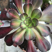 Aeonium Sunset glow.  Photos taken 10-9-23. Rare Aeonium