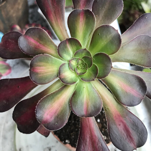 Aeonium Sunset glow.  Photos taken 10-9-23. Rare Aeonium