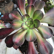 Aeonium Sunset glow.  Photos taken 10-9-23. Rare Aeonium