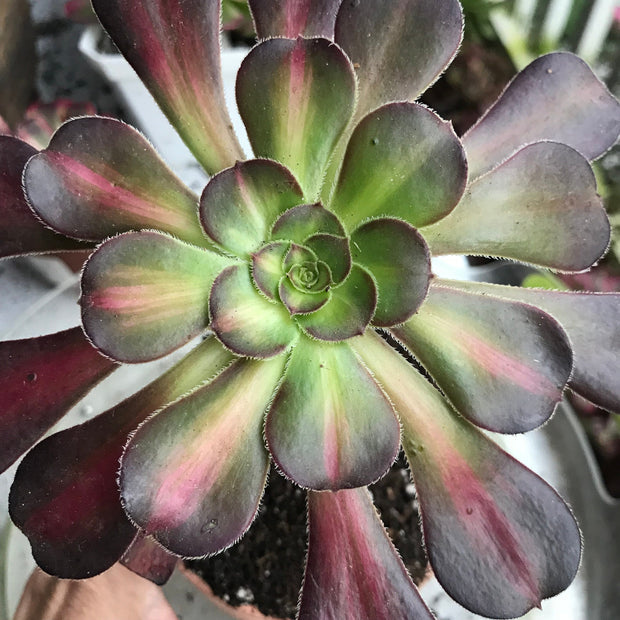 Aeonium Sunset glow.  Photos taken 10-9-23. Rare Aeonium